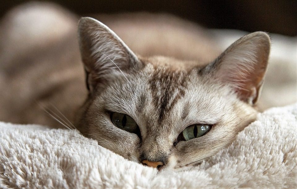 jealous cat